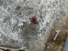 Steatoda borealis