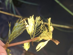 Myriophyllum