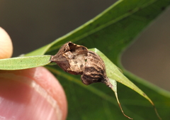 Dryocosmus quercusnotha