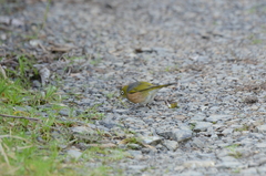 Zosterops lateralis lateralis