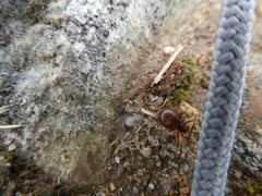 Steatoda borealis
