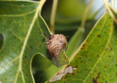 Dryocosmus quercusnotha