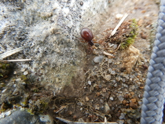 Steatoda borealis