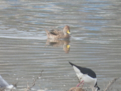 Anas georgica spinicauda