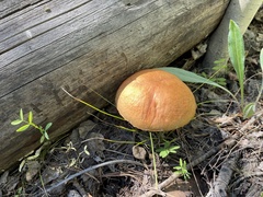 Leccinum