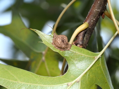 Dryocosmus quercusnotha