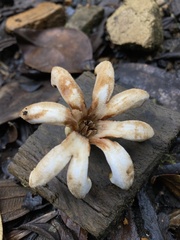 Ladenbergia macrocarpa