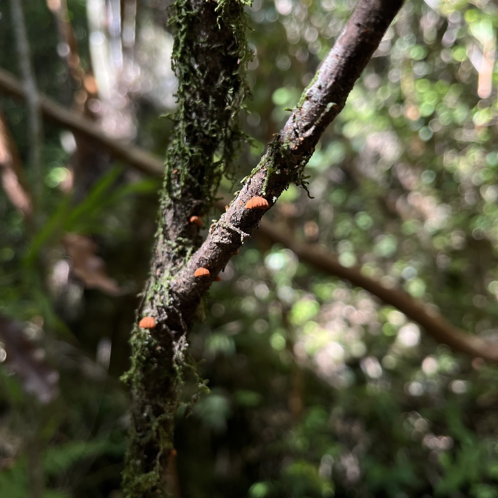 Anthracophyllum discolor · September 2022 · photo: © cristianriquelme (iNaturalist, cc-by)