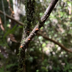 Anthracophyllum discolor