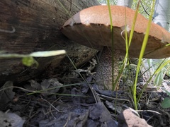 Leccinum