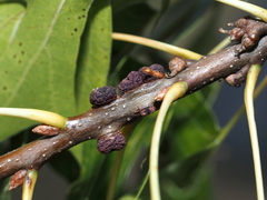 Kokkocynips difficilis