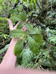 Melicope pteleifolia