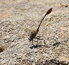 Dromogomphus spoliatus