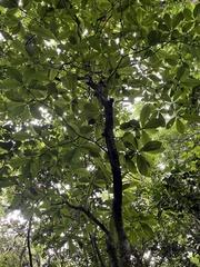 Melicope pteleifolia