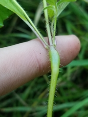 Neolasioptera galeopsidis