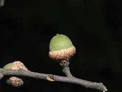 Quercus falcata