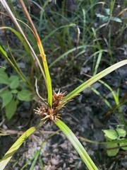 Carex lupulina