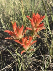 Castilleja integra