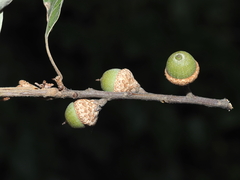 Quercus falcata