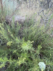 Artemisia dracunculus