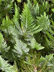 Selaginella flabellata