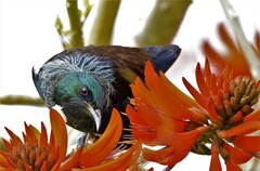 Prosthemadera novaeseelandiae novaeseelandiae