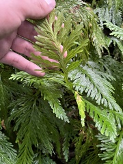 Selaginella flabellata