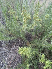 Artemisia dracunculus