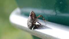 Issus coleoptratus