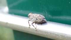 Issus coleoptratus