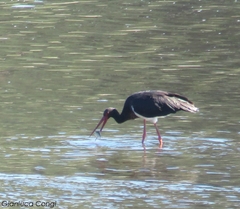Ciconia nigra