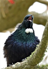 Prosthemadera novaeseelandiae novaeseelandiae