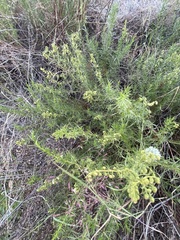 Artemisia dracunculus