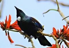 Prosthemadera novaeseelandiae novaeseelandiae