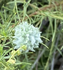 Artemisia dracunculus