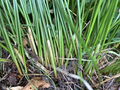 Juncus effusus effusus