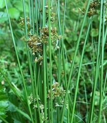 Juncus effusus effusus