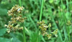 Juncus effusus effusus
