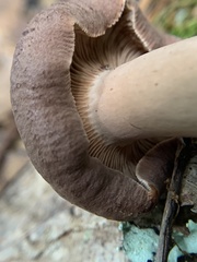 Lactifluus