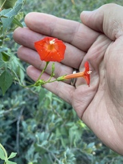Ipomoea cristulata