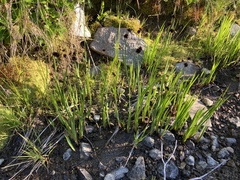 Juncus ensifolius