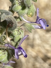 Trichostema lanceolatum