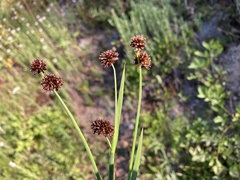 Juncus ensifolius
