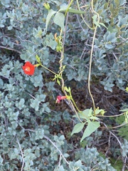 Ipomoea cristulata