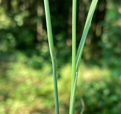 Juncus regelii