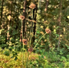 Juncus regelii