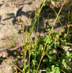 Juncus tenuis