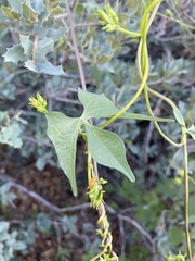 Ipomoea cristulata