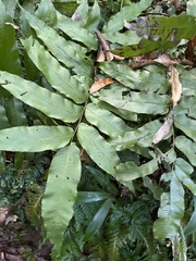 Meniscium reticulatum