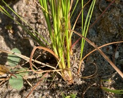Juncus tenuis